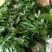 竹节参自产自销