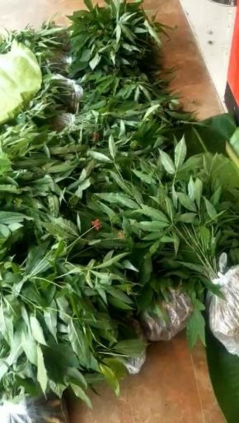 竹节参自产自销