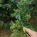 嫁接藤椒苗袋苗，成活率高，适合雨季种植，荒山种植，口感好
