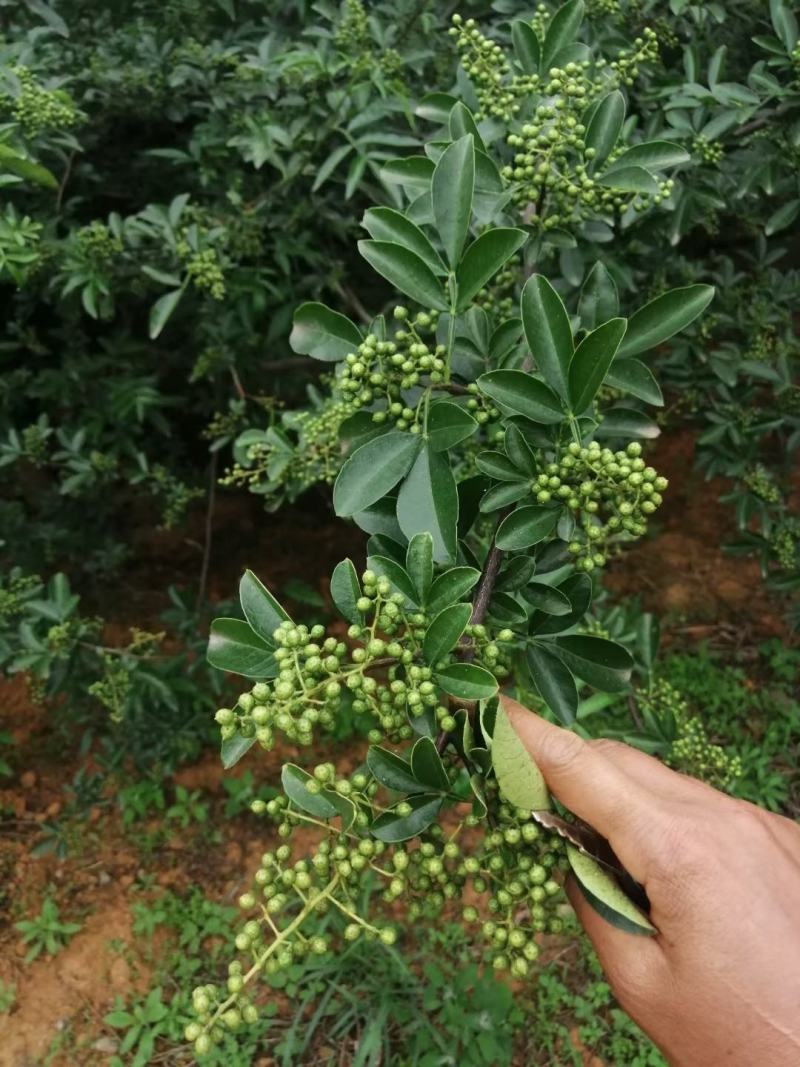 嫁接藤椒苗袋苗，成活率高，适合雨季种植，荒山种植，口感好