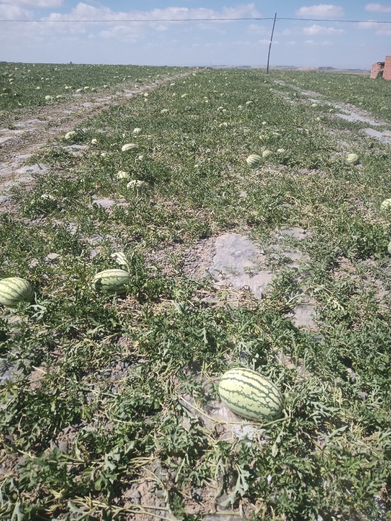 西瓜