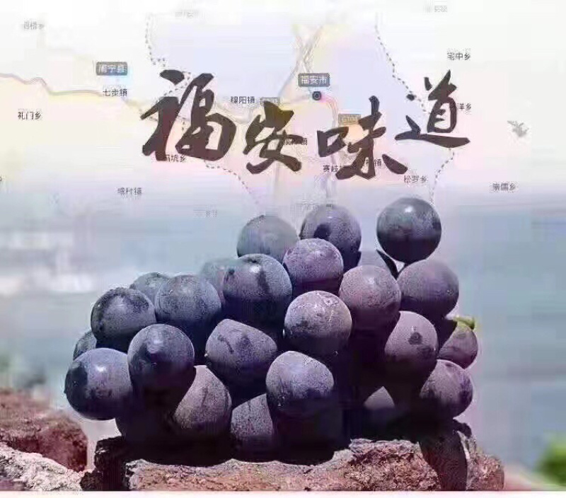 巨峰葡萄福安的葡萄