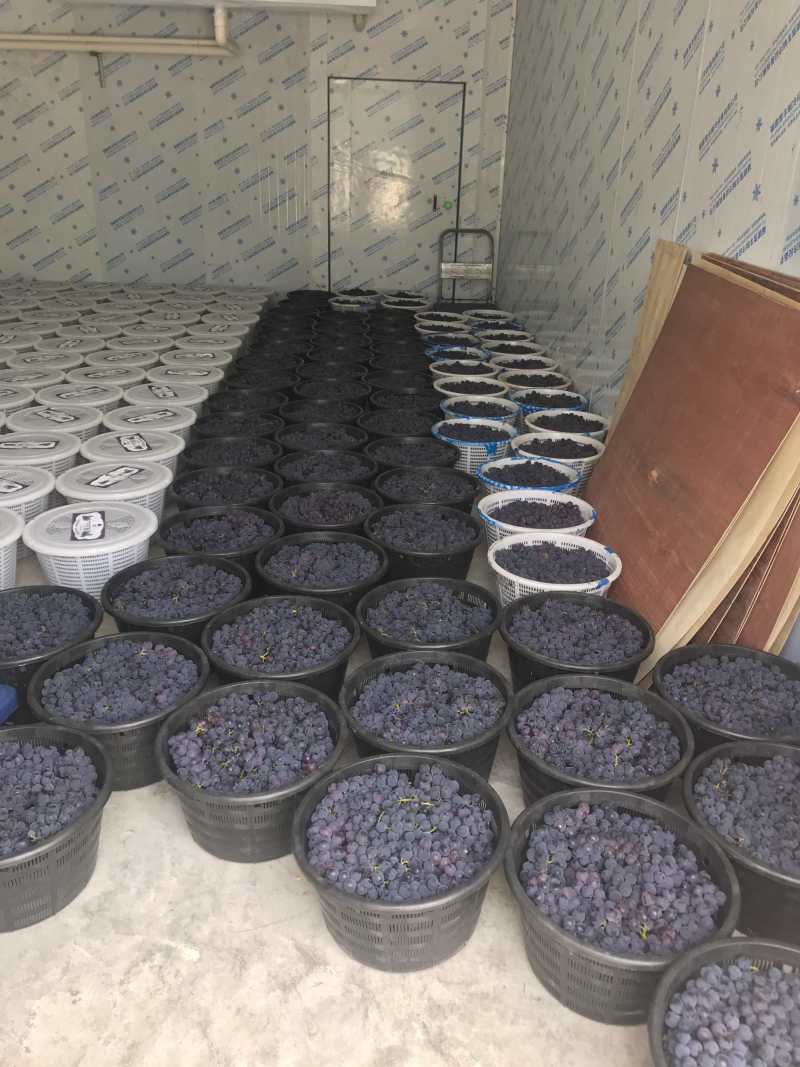 巨峰葡萄福安的葡萄