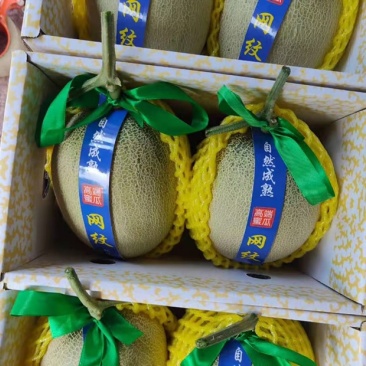海阳网纹蜜瓜玫珑静冈，支持一件代发和整车供货