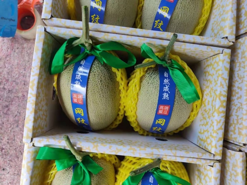 海阳网纹蜜瓜玫珑静冈，支持一件代发和整车供货