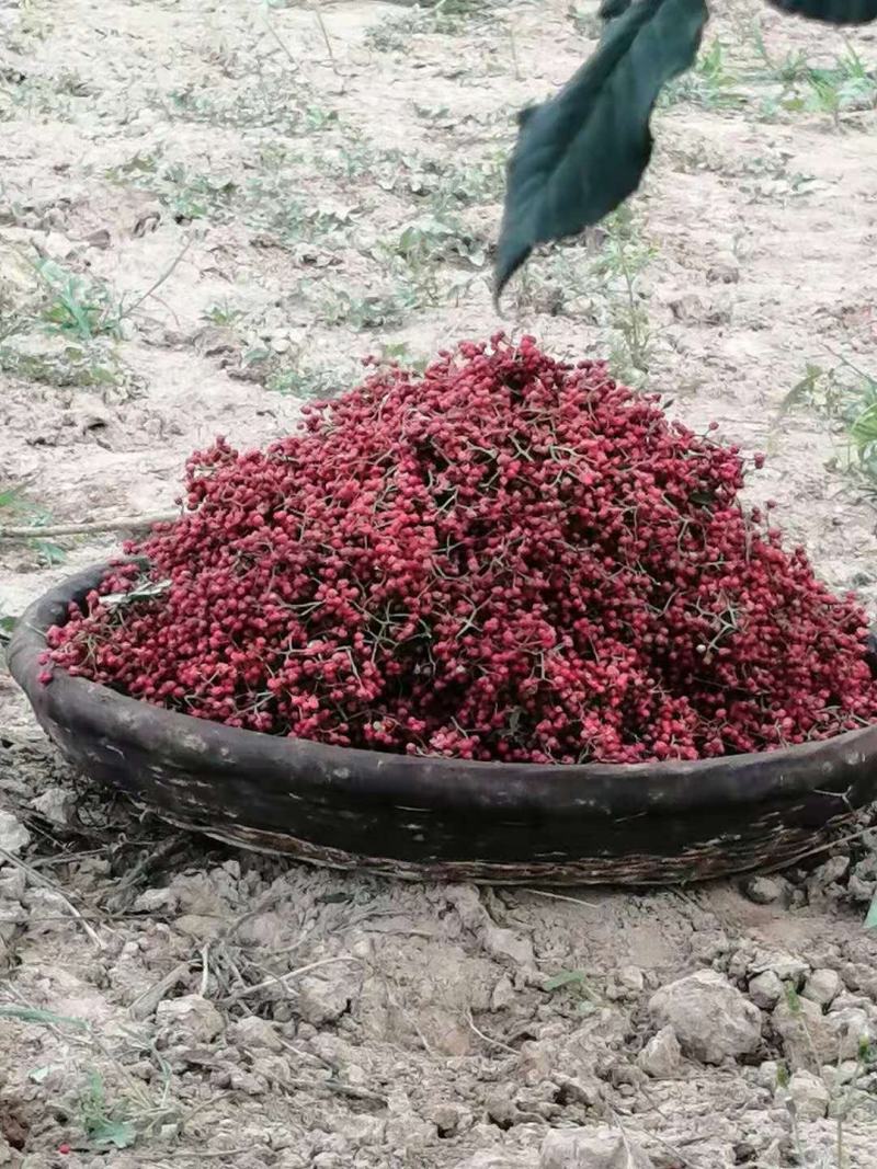 陇南武都花椒