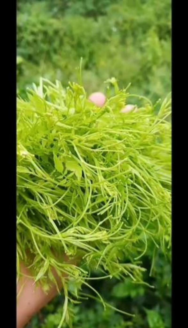 张家界莓茶，藤茶永顺莓茶，恩施富硒藤茶，茅岩莓茶莓茶