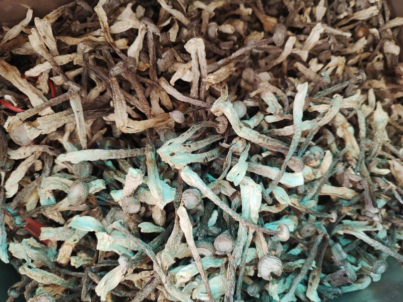 产地直销，鹿茸菇