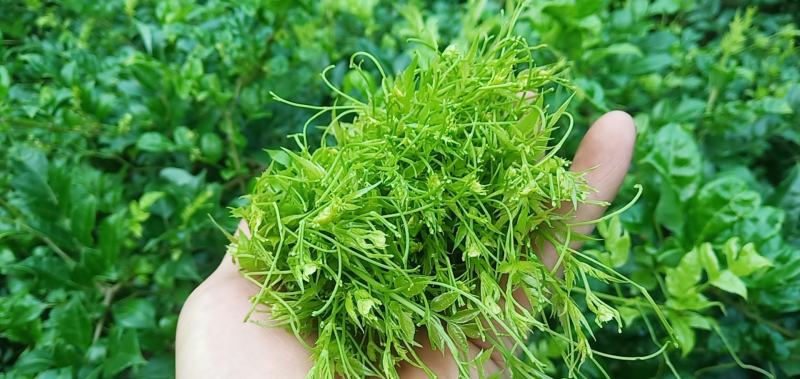 张家界莓茶，藤茶永顺莓茶，恩施富硒藤茶，茅岩莓茶莓茶