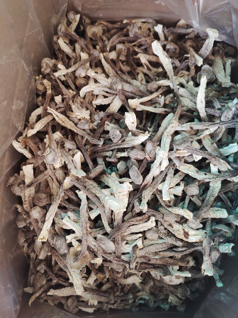 产地直销，鹿茸菇