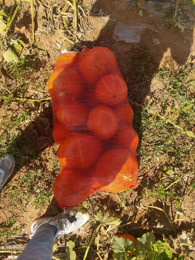 内蒙古红南瓜大量有货需要联系我就好，质量牛掰，颜色好看