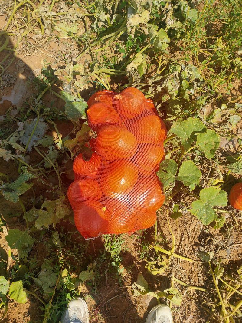 内蒙古红南瓜大量有货需要联系我就好，质量牛掰，颜色好看