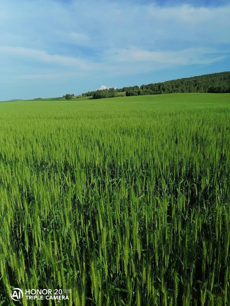 大量供应出售内蒙古呼伦贝尔红小麦白小麦量大