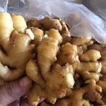 生姜，优质黄姜，电商货视频看货，质优价廉