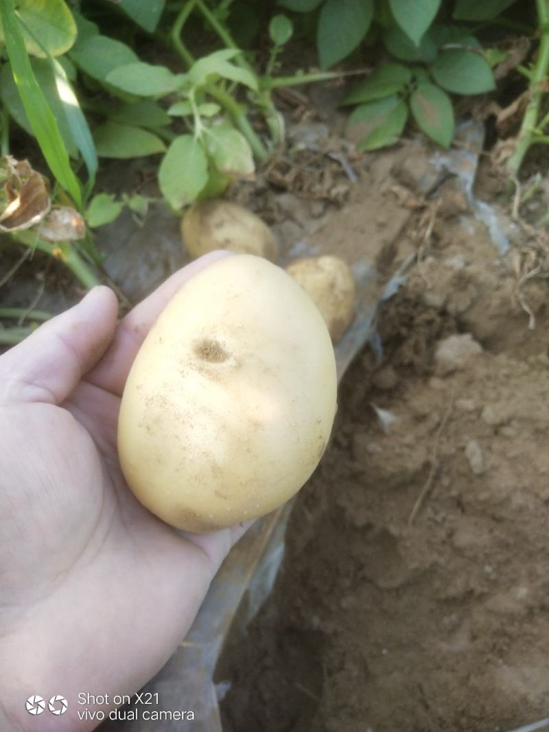 陕北纯沙地希森