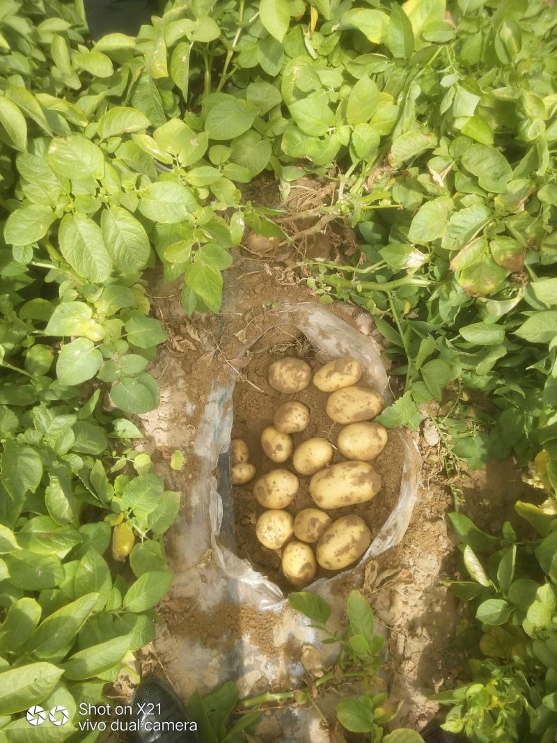 陕北纯沙地希森