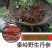 秦岭野生丹参500g特级2020新货丹参片无硫丹参中药材