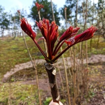 红油香椿苗红油6号香椿芽