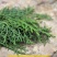 新鲜侧柏叶2斤纯叶无树枝秦岭野生侧柏叶扁柏叶防脱生发密发