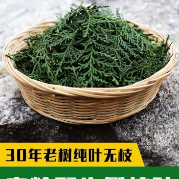 新鲜侧柏叶2斤纯叶无树枝秦岭野生侧柏叶扁柏叶防脱生发密发