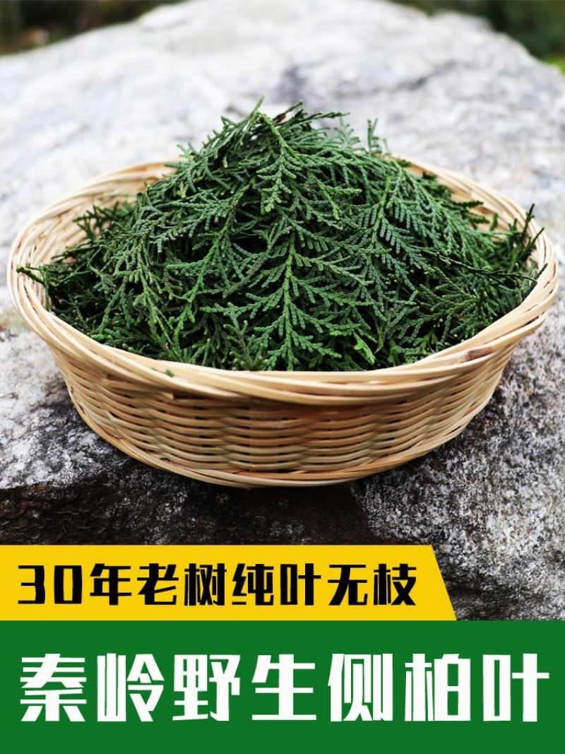 新鲜侧柏叶2斤纯叶无树枝秦岭野生侧柏叶扁柏叶防脱生发密发