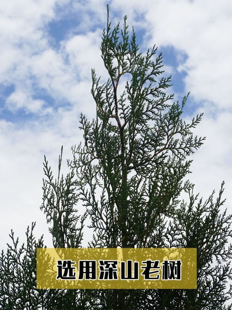 新鲜侧柏叶2斤纯叶无树枝秦岭野生侧柏叶扁柏叶防脱生发密发