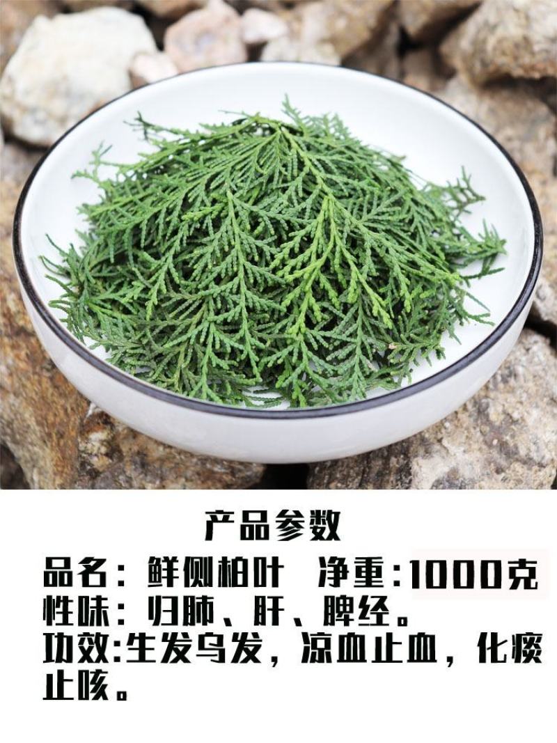 新鲜侧柏叶2斤纯叶无树枝秦岭野生侧柏叶扁柏叶防脱生发密发