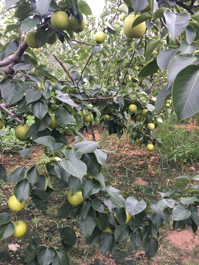 皇冠梨