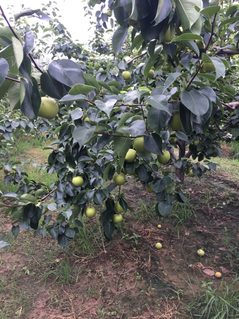 皇冠梨
