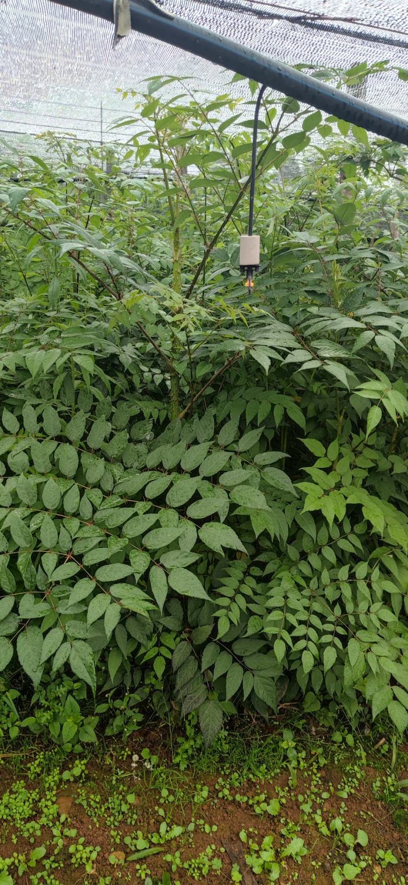 刺老包苗，云南菜王~红芽红杆刺老包，刺老芽苗，东北刺嫩芽