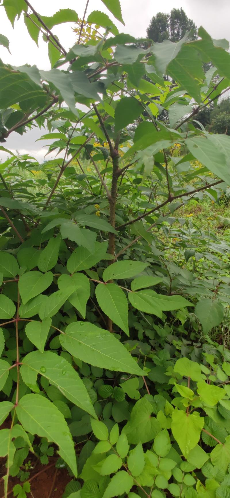 刺老包苗，云南菜王~红芽红杆刺老包，刺老芽苗，东北刺嫩芽