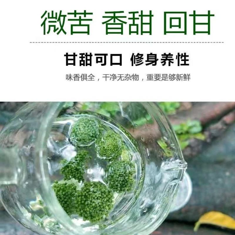 三七花茶2021年特级云南文山正品田七养生花茶食用一斤装