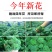 三七花茶2021年特级云南文山正品田七养生花茶食用一斤装