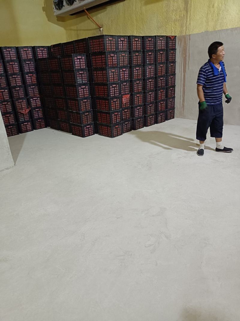 万亩冷棚，，大红西红柿卡上市品质好，硬度强