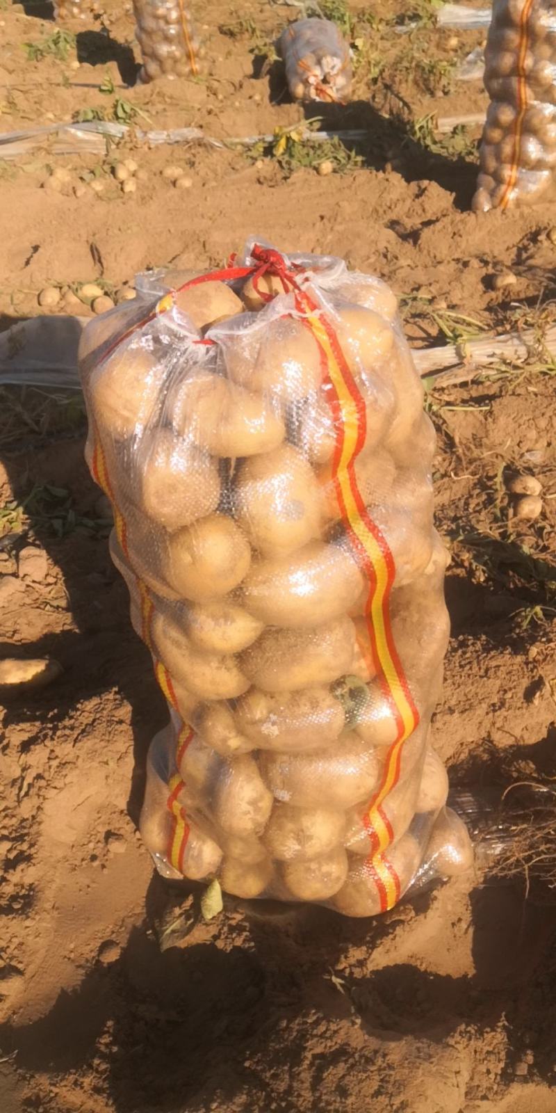 陕北精品希森6号土豆产地直供，货源品相好价格优，欢迎下单