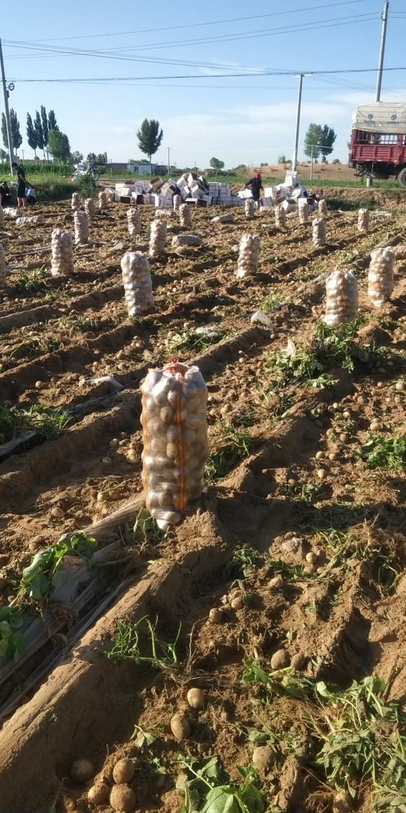 陕北精品希森6号土豆产地直供，货源品相好价格优，欢迎下单