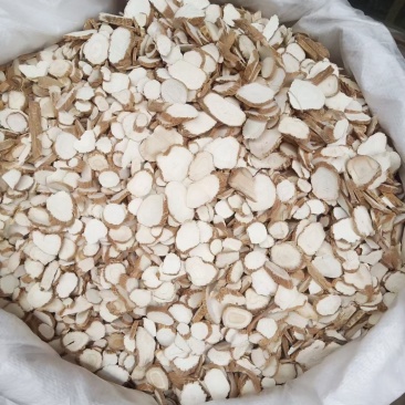 收购鲜白芷300吨