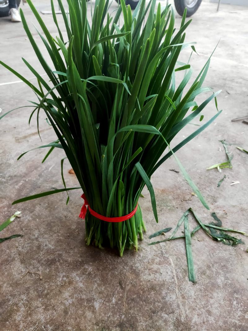 广东徐闻韭菜，粗细可选。