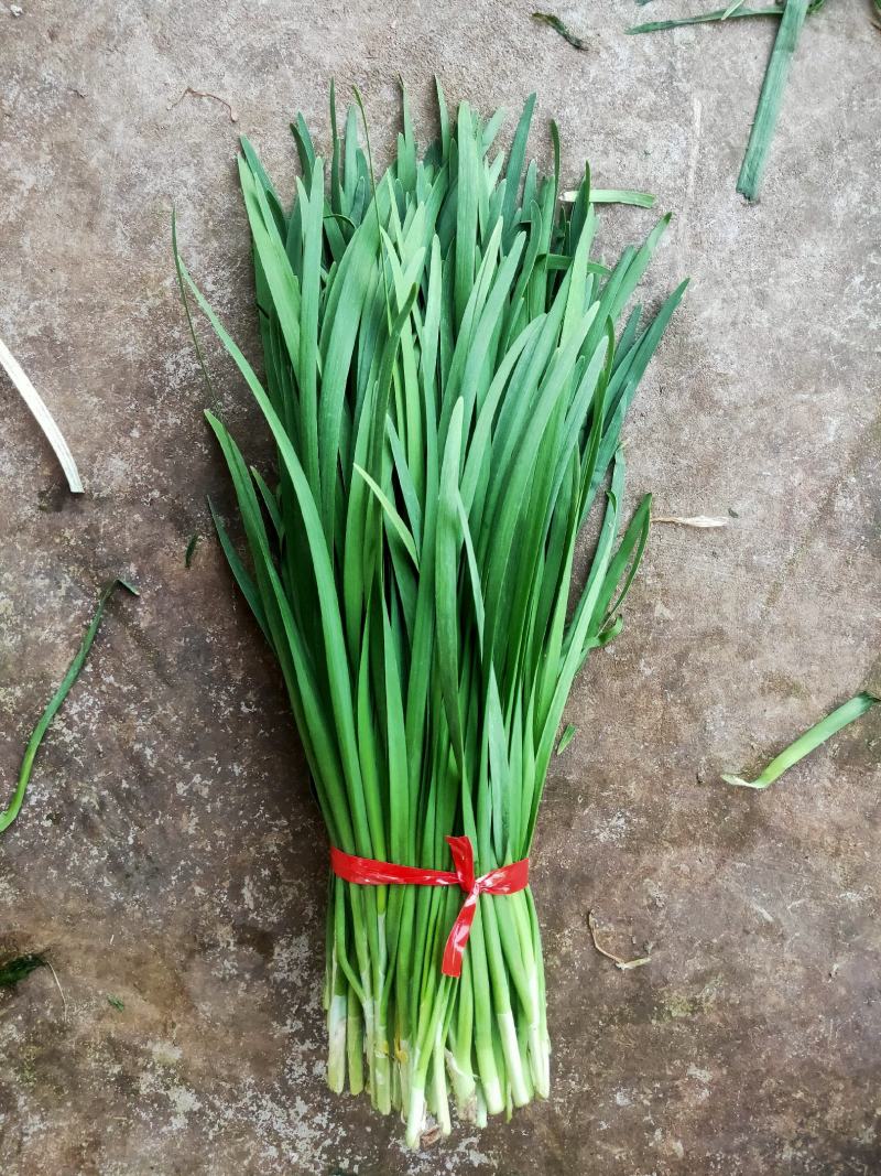 广东徐闻韭菜，粗细可选。