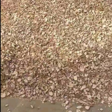 老挝木薯