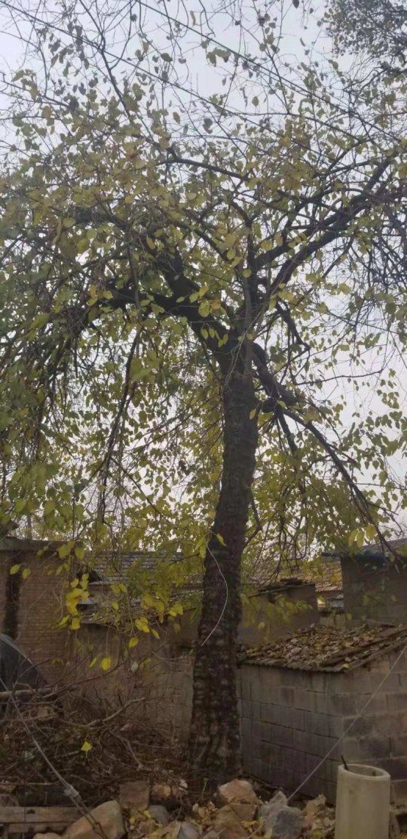 出售百年大桑树，观赏树，