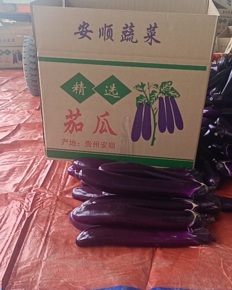精品紫红长茄专用箱子包装有需要的老板联系了。