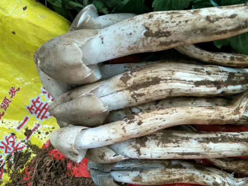 大凉山，野生鸡枞菌，应季产品，产地直销，物美价廉