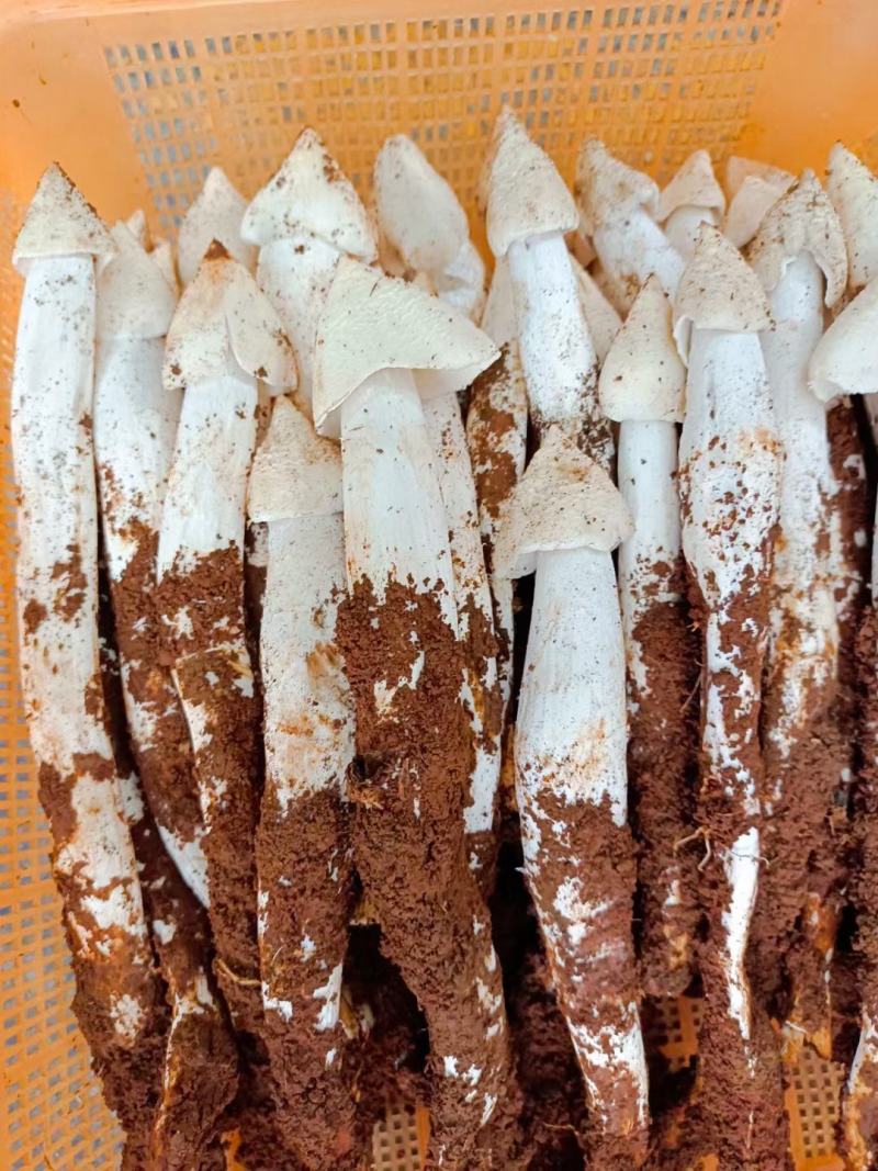 大凉山，野生鸡枞菌，应季产品，产地直销，物美价廉