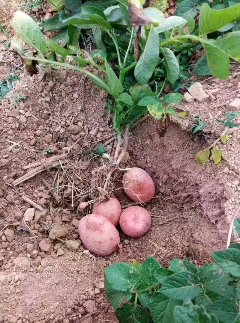 红皮土豆高海拔沙地土豆