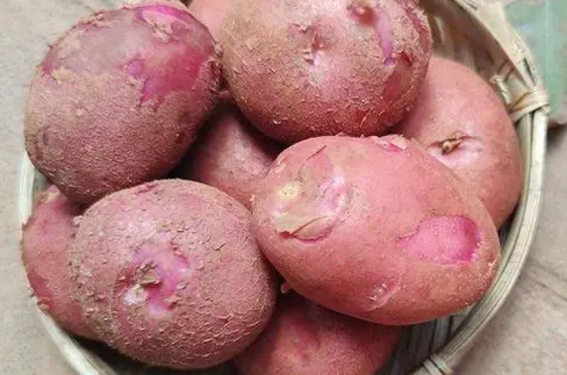 红皮土豆高海拔沙地土豆
