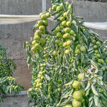 鲜枣，冬枣