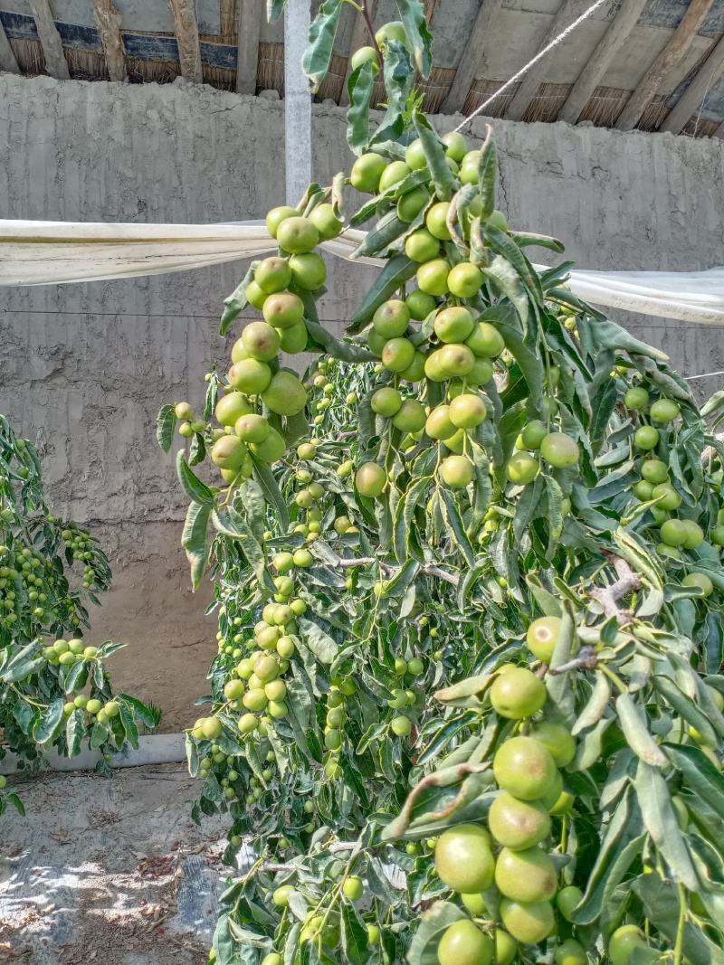 鲜枣，冬枣