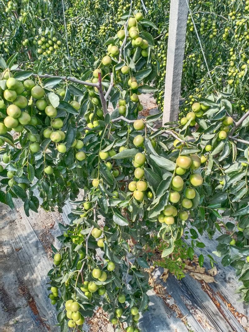 鲜枣，冬枣