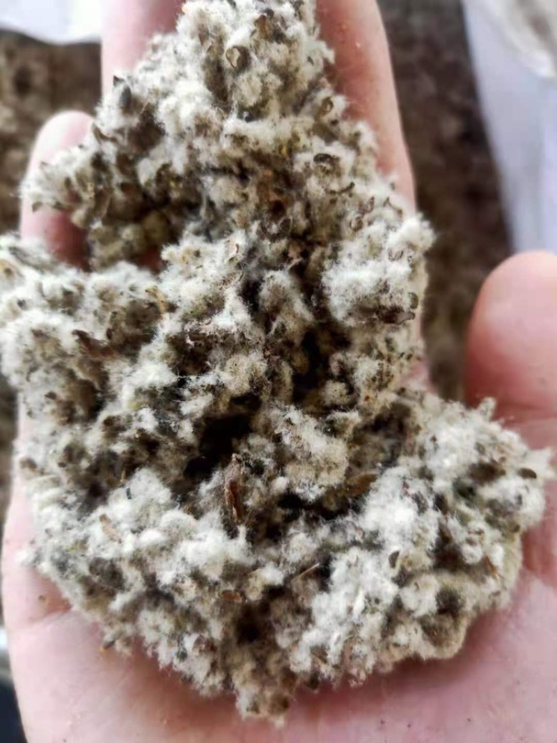 厂家直供优质棉籽壳，货源充足，保质保量。